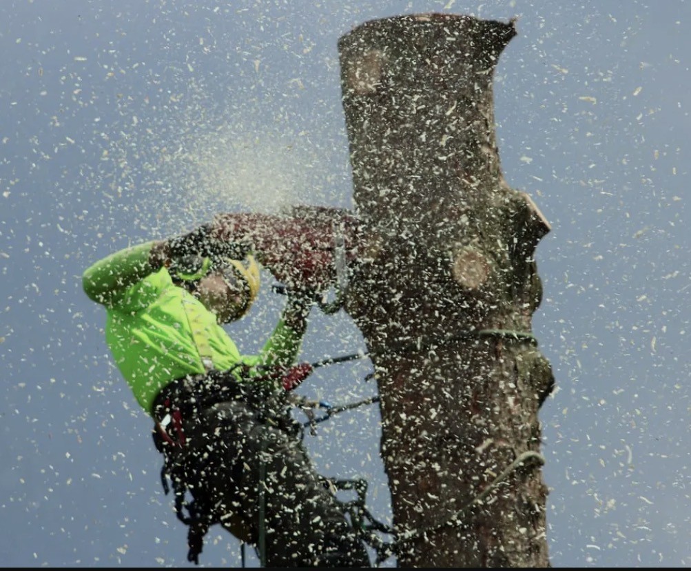 Arborist high in a tree taking down a trunk section, wood chips flying