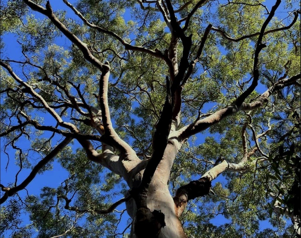 Large established gum tree assessed for pruning and maintenance